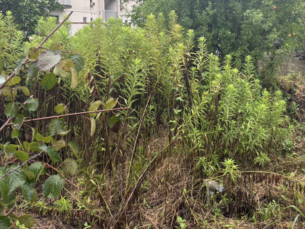 【作業事例】雑草だらけの空き地をスッキリ整地！草刈りビフォーアフター