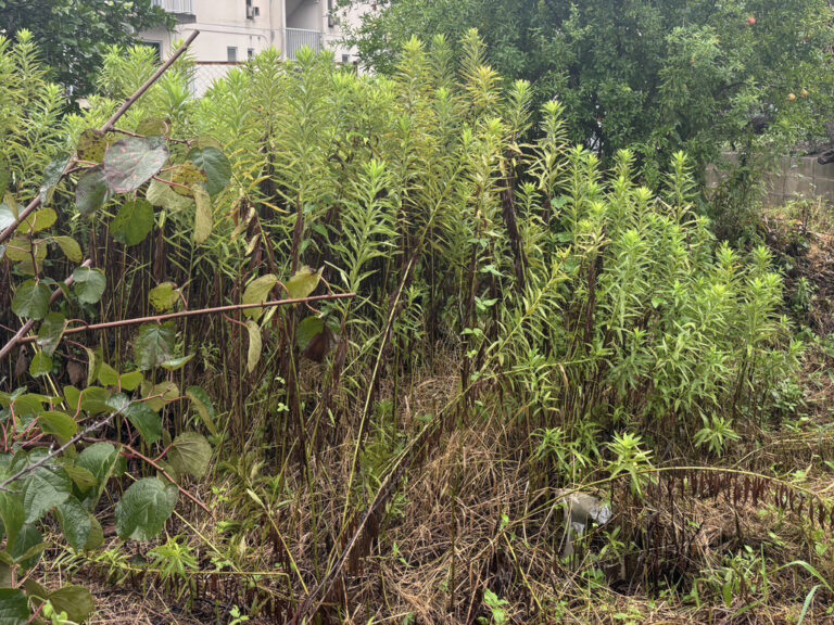 【作業事例】雑草だらけの空き地をスッキリ整地！草刈りビフォーアフター