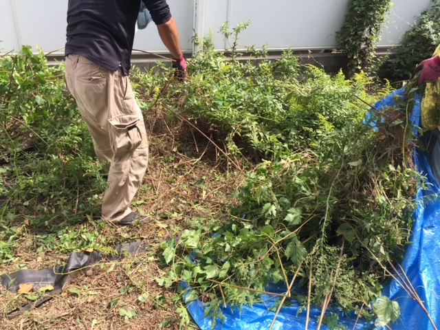 庭の草刈り・雑草除去の作業事例｜ツル植物が繁茂したお庭をスッキリ改善